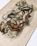 Antique Monkey & Apes Coloured Etching