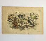 Antique Monkey & Apes Coloured Etching