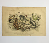 Antique Monkey & Apes Coloured Etching