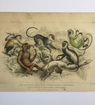 Antique Monkey & Apes Coloured Etching