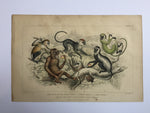 Antique Monkey & Apes Coloured Etching