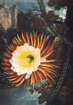 Night Blowing Cereus