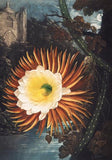 Night Blowing Cereus