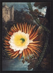 Night Blowing Cereus