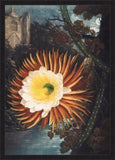 Night Blowing Cereus