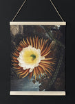 Night Blowing Cereus