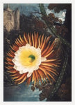 Night Blowing Cereus
