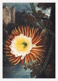 Night Blowing Cereus