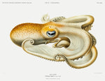 Octopus Yellow