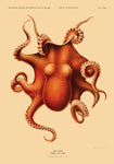 Octopus Polypus