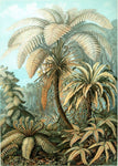 Filicinae Alsophila By Ernst Haeckel