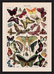 Papillons Chart Larousse Poster