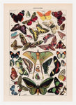 Papillons Chart Larousse Poster