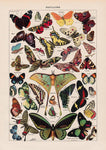 Papillons Chart Larousse Poster