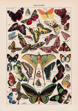 Papillons Chart Larousse Poster