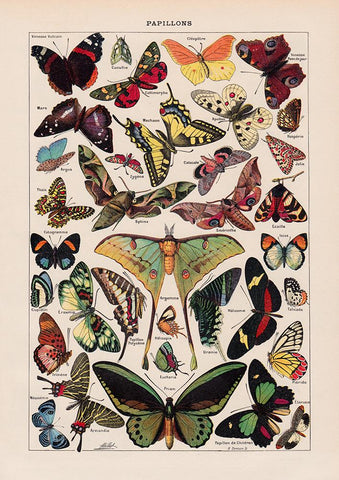 Papillons Chart Larousse Poster