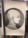 Phrenology Classic