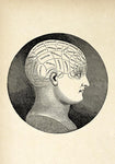 Phrenology Classic