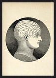 Phrenology Classic