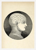 Phrenology Classic