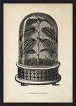 Bertolnia