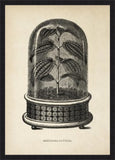 Bertolnia