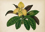 Bromelia