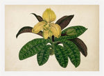 Bromelia