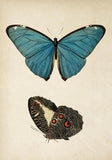 Butterfly II