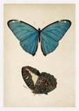 Butterfly II