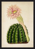 Cactus with Flower
