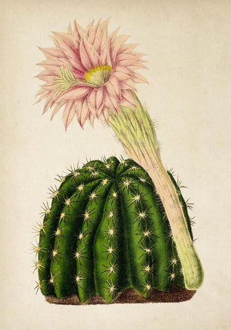 Cactus with Flower