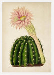 Cactus with Flower