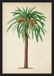 Antique Palm Tree IV