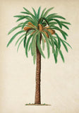 Antique Palm Tree IV