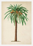 Antique Palm Tree IV