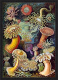 Anemones