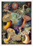 Anemones