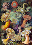 Anemones