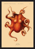 Octopus Polypus