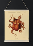 Octopus Polypus