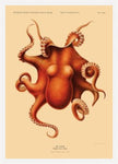 Octopus Polypus