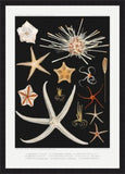 Starfish Varieties Black