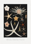 Starfish Varieties Black