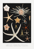 Starfish Varieties Black