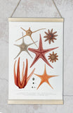 Starfish Varieties Red