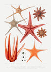 Starfish Varieties Red