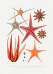 Starfish Varieties Red
