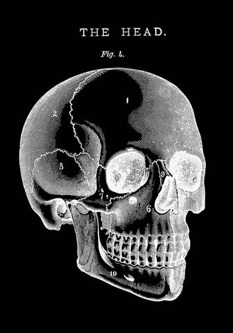 Black Skull Anatomy