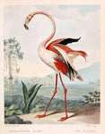 The Flamingo